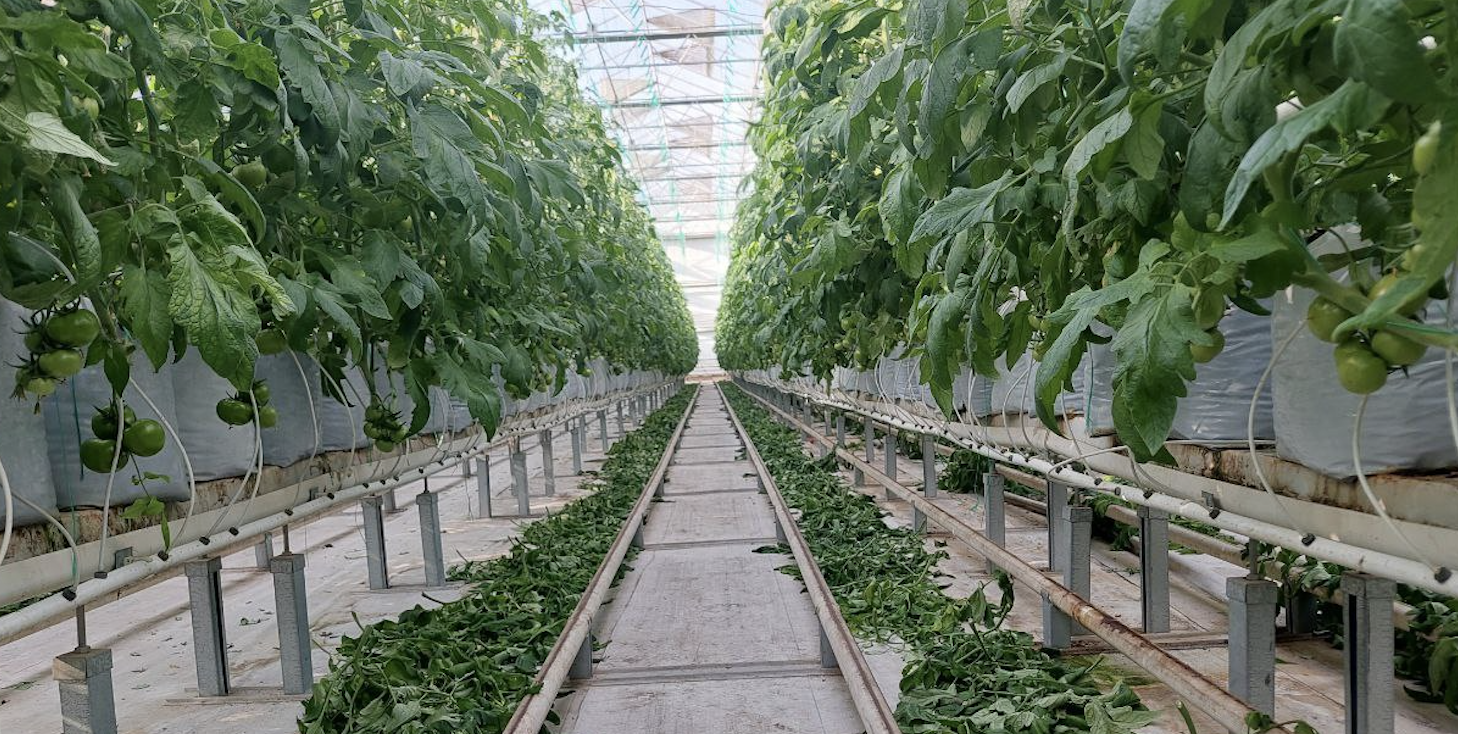 Modern greenhouse facility in Kibray District, Tashkent Region — producing tomatoes and cucumbers